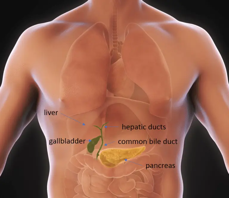 laparoscopic gallbladder removal anatomy
